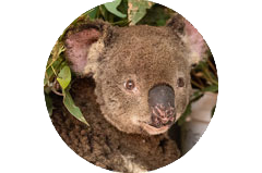 Koala RSPCA